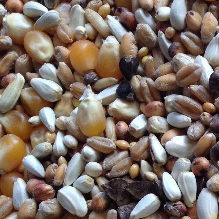 SPINNE Rassetaubenfutter Ziertauben-/Fasanenf. 25kg